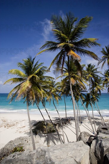 WEST INDIES, Barbados, St Philip, Coconut palm trees on the beach at Bottom Bay