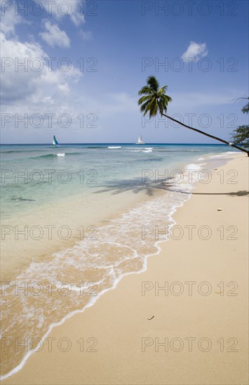 WEST INDIES, Barbados, St Peter, Single coconut palm tree on Turtle Beach