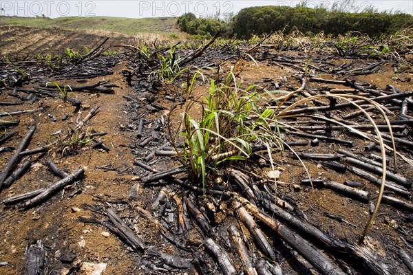 WEST INDIES, Barbados, St Peter, New sugar cane crop sprouting after harvest and burning of old crop at the Jacobean plantation house of St Nicholas Abbey