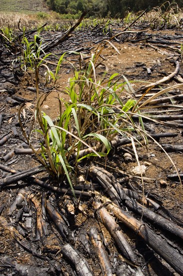 WEST INDIES, Barbados, St Peter, New sugar cane crop sprouting after harvest and burning of old crop at the Jacobean plantation house of St Nicholas Abbey