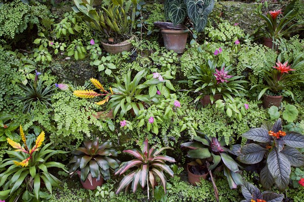 WEST INDIES, Barbados, St George, Francia plantation house greenhouse with tropical plants