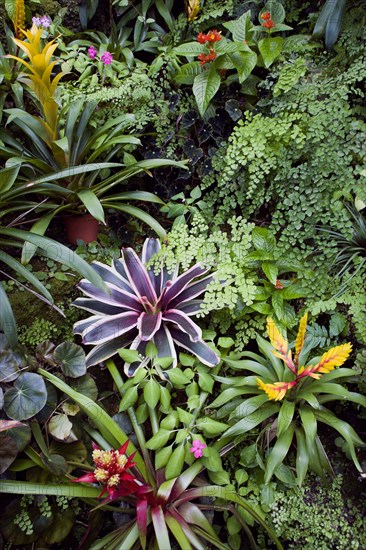 WEST INDIES, Barbados, St George, Francia plantation house greenhouse with tropical plants