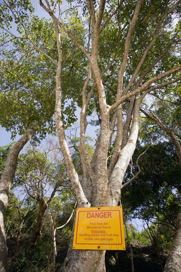 WEST INDIES, St Vincent & The Grenadines, Bequia, Warning sign on poisonous Manchineel tree on Princess Margaret beach