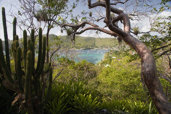 WEST INDIES, St Vincent & The Grenadines, Bequia, Port Elizabeth in Admiralty Bay with moored yachts and hillside houses seen through trees with orchids and cactus