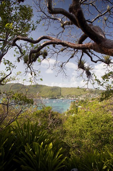 WEST INDIES, St Vincent & The Grenadines, Bequia, Port Elizabeth in Admiralty Bay with moored yachts and hillside houses seen through trees with orchids and cactus