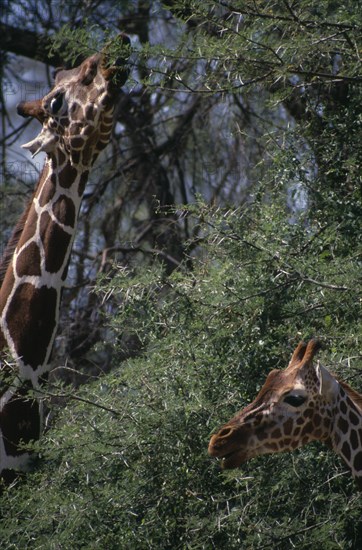 KENYA, Samburu Game Res, Animals, Pair of Reticulated Giraffe feeding from same tree.