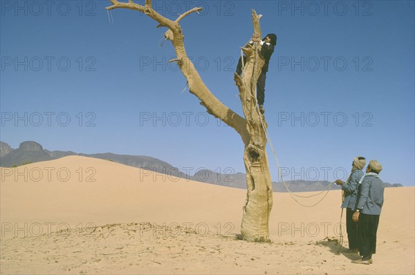 ALGERIA, Sahara Desert, Tuaregs collecting firewood by pulling down dead tree.