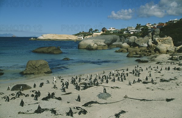 SOUTH AFRICA, Western Cape, Boulders Beach, Coastline with sandy beach and large outcrops of rocks with colony of Jackass Penguins.