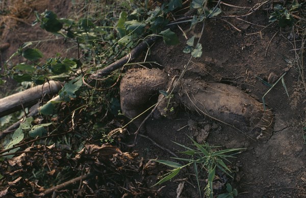 NIGERIA, Agriculture, Freshly dug yams.