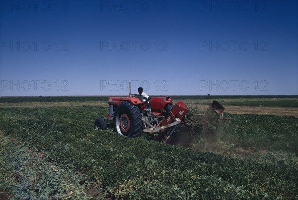 NIGERIA, Agriculture, Machine harvesting of groundnut crop.