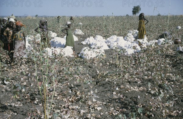 NIGERIA, Industry, Women and young girls harvesting cotton.