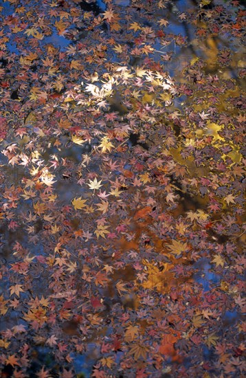 JAPAN, Honshu, Tokyo, "Kita Ku, the Kyu Furukawa gardens.  Autumn maple leaves floating in a waterway."