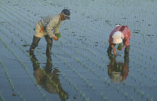 JAPAN, Chiba, Tako, Couple planting rice seedlings in paddy by hand.