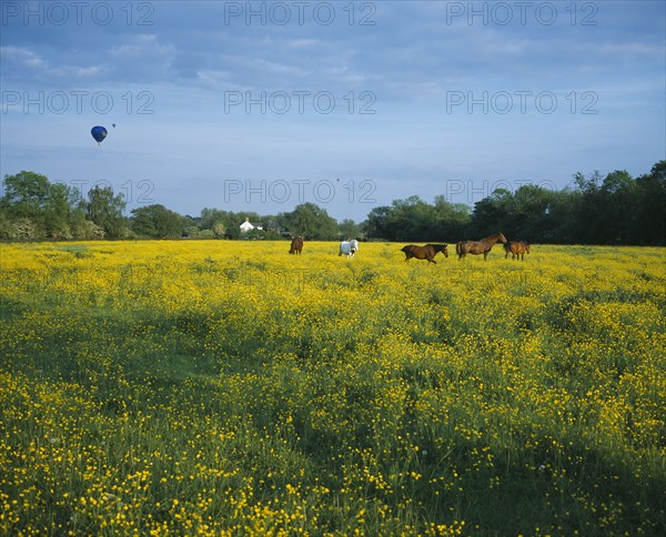 ENGLAND, Oxford, Horses in a field of yellow flowers and three hot air baloons in the distance