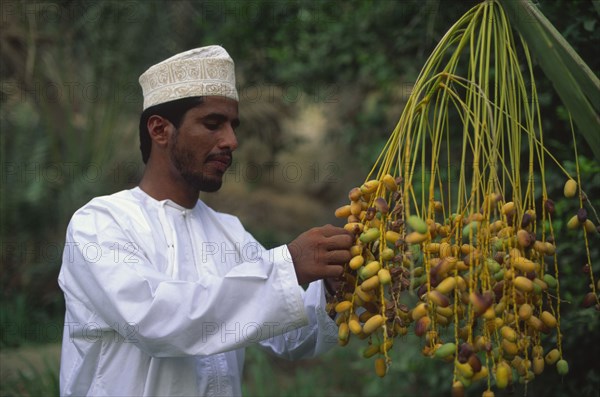 OMAN, Sur, Omani man collecting dates.