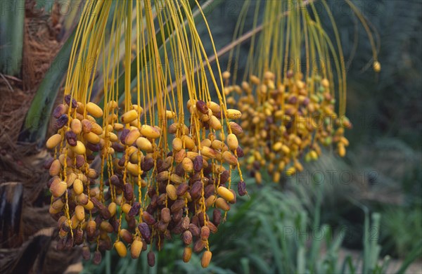 OMAN, Sur, Fresh dates ready for collection.