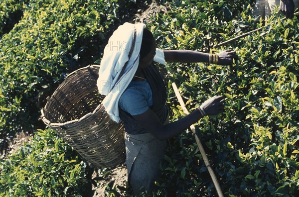 SRI LANKA, Agriculture, "Tamil women working in tea plantation, handpicking leaves to be placed in basket carried on her back."