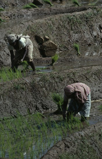 SRI LANKA, Agriculture, Women planting rice seedlings in terraced paddy near Kandy.