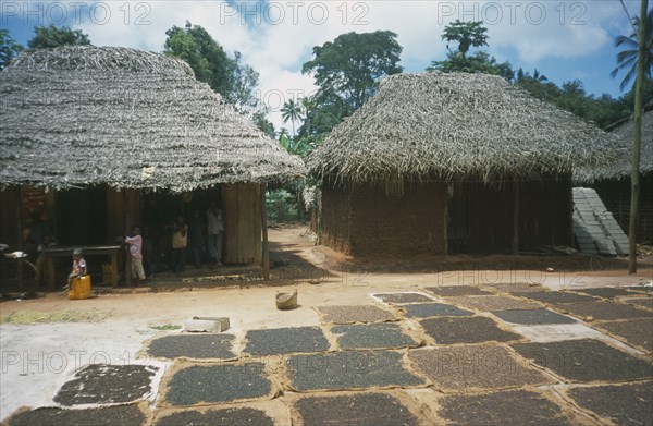 TANZANIA, Zanzibar Island, "Cloves, spices, spread out in the sun to dry. Children standing in a hut behind."
