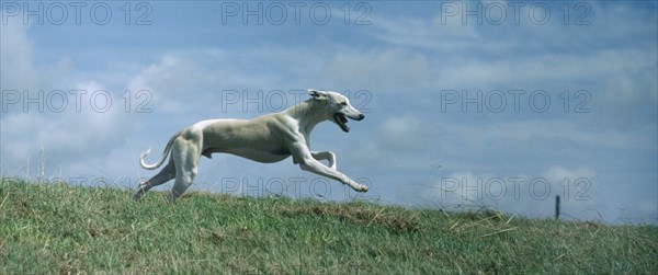 DOMESTIC ANIMALS, Dogs, Running, Bi-coloured Whippet hound running through open countryside.
