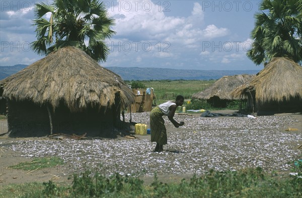 UGANDA, Lake Albert, Small fish outside drying in traditional mud hut straw village. Woman sorting fish.