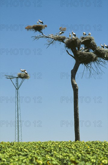 SPAIN, Andalucia, Cadiz, Several pairs of storks nesting high up in a tree.
