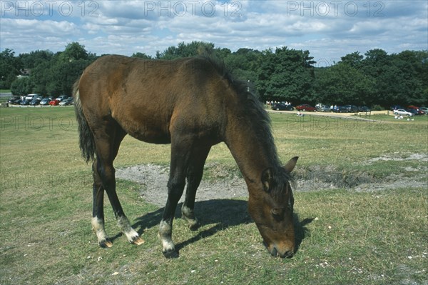 ENGLAND, Hampshire, Lyndhurst, New Forest Pony grazing on short grass.