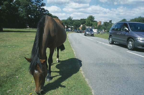 ENGLAND, Hampshire, Lyndhurst, New Forest Pony grazing on grass next to road side with cars traveling past.