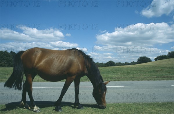 ENGLAND, Hampshire, Lyndhurst, New Forest Pony grazing on grass next to road side.