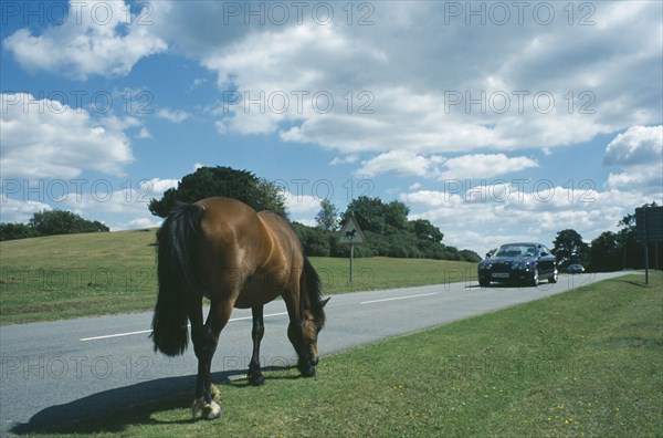 ENGLAND, Hampshire, Lyndhurst, New Forest Pony grazing on grass next to road side with car approaching.