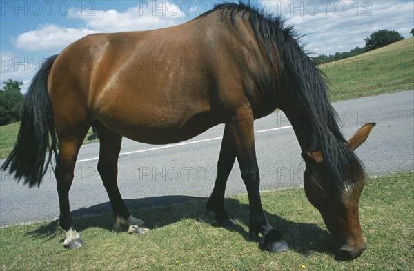 ENGLAND, Hampshire, Lyndhurst, New Forest Pony grazing on grass next to road side.