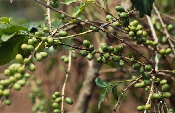 BURUNDI, Kirundo Province, Coffee growing near the border with Rwanda.  Principal cash crop of Burundi.
