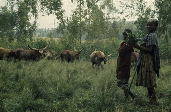 BURUNDI, Tribal People, Hutu children and cattle herd.