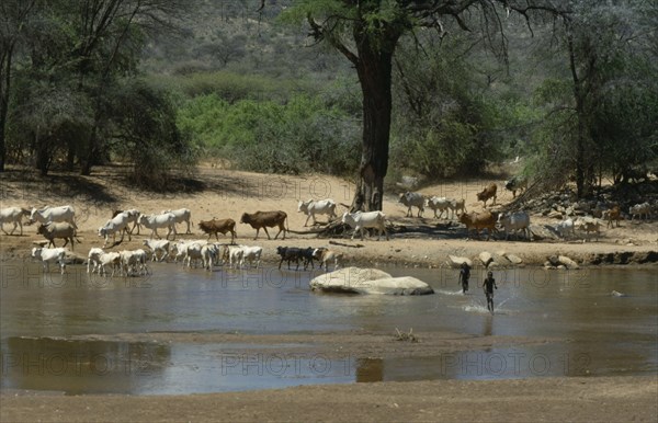 KENYA, Waso Nyiro River, Samburu boys with cattle herd.