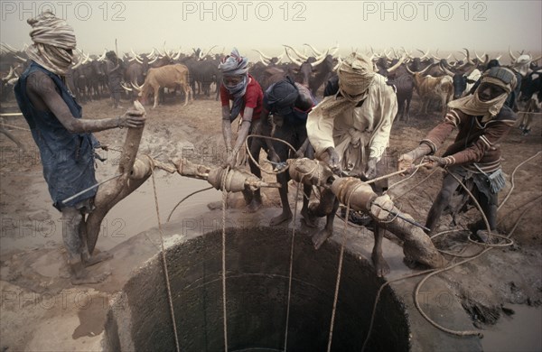 ALGERIA, Water, Tuareg men pulling up water for cattle herd at well in semi desert area.