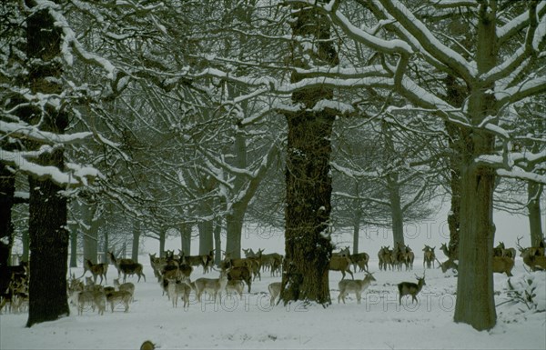 ENGLAND, London, Fallow deer amongst trees in snow in Richmond Park.