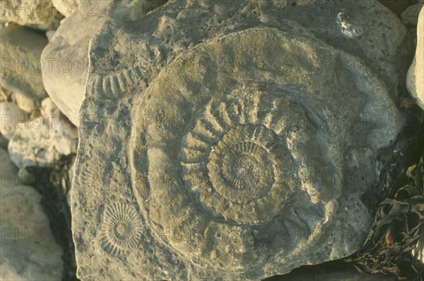 ENGLAND, Dorset, Lyme Regis, Ammonite fossil shells in rock.
