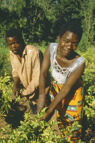 MALAWI, Mulanje, Husband and wife working amongst crops. They trade in Maize using micro credit loans.