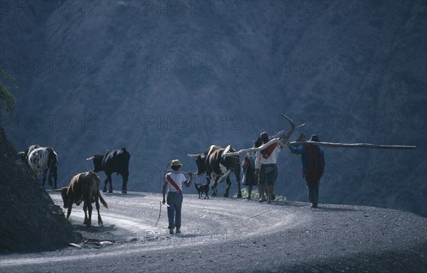 20072677 BOLIVIA Potosi Agriculture Farming family with livestock and plough returning home after days work.