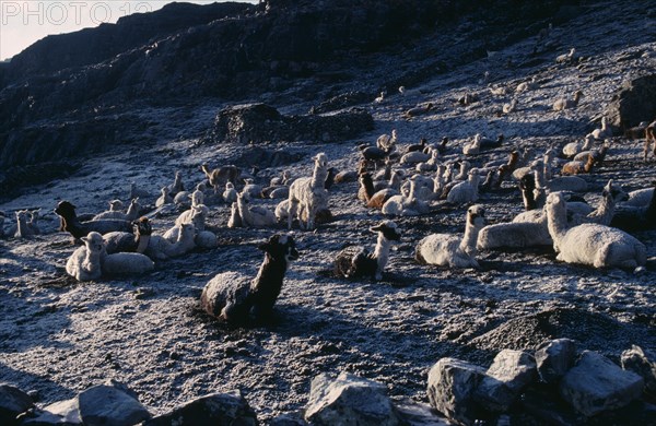 BOLIVIA, La Paz, Cordillera Apolobamba, Pelechuco Pass.  Llamas in pasture camp at dawn in light snowfall.