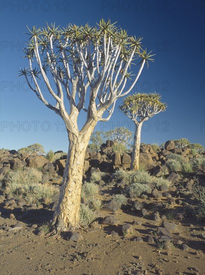 NAMIBIA, Quiver Tree National Park, Korerboom or Quiver trees. Member of the Aloe family and unique to this area.