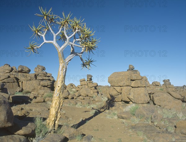 NAMIBIA, Giants Playground,  Rock formations and Quiver trees