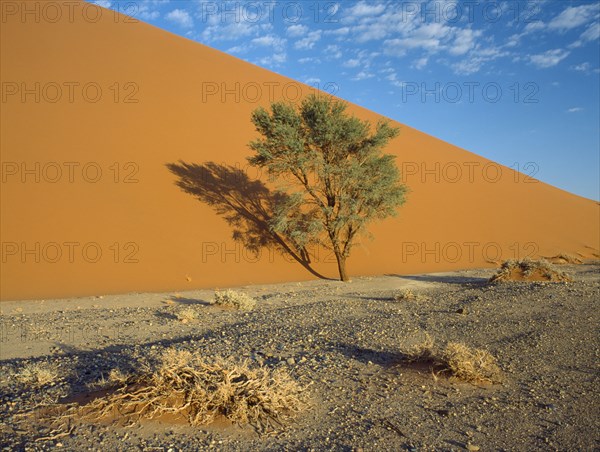 NAMIBIA, Namib Desert, Sossusvlei, A tree growing at the base of a sand dune creating a shadow on the sand