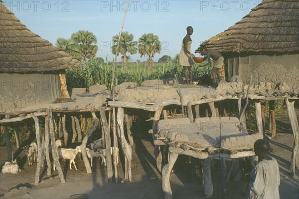 SUDAN, People, Two Dinka dwellings raised on tree trunks to survive heavy rain during the wet season with livestock tethered below.