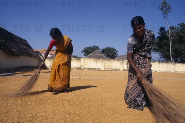 INDIA, Tamil Nadu, Agriculture, Women spreading rice out to dry at rice mill.