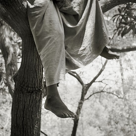 INDIA, Tamil Nadu, Near Vellamadam, A young male Indian orphan sits in a tree in a cobra-infested piece of farmland.