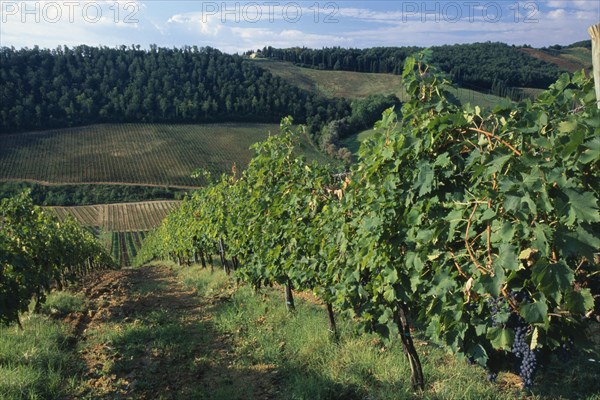 ITALY, Tuscany, San Gimignano, Landscape with vineyards and sloping fields.