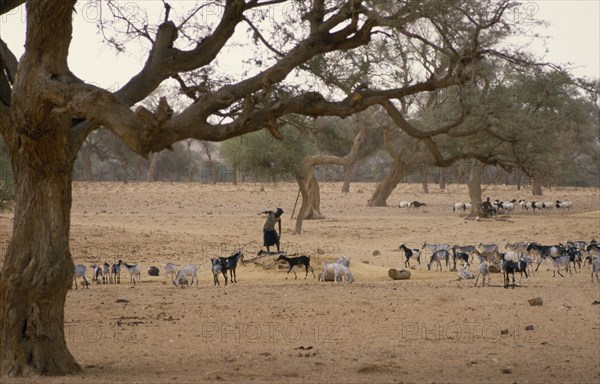 MALI, Bandiagara Escarpment, Ireli Village, Dogon woman at well with goat herd on scarce grazing beneath twisted and mishapen trees.