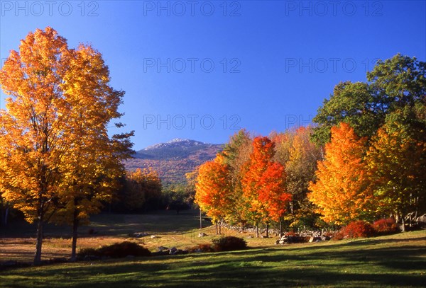 USA, New Hampshire, Jaffrey, "Golden, autumnal trees in a park with Mount Monadanock in the distance."