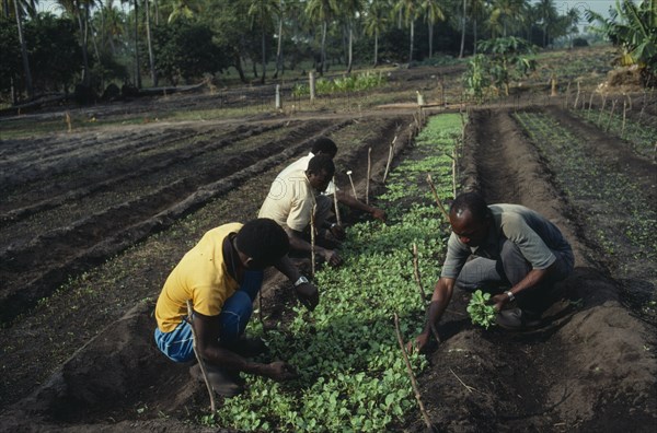 MOZAMBIQUE, Salela Swamp, UNFAO agricultural project to replant swamp.  Thinning out cabbage seedlings.